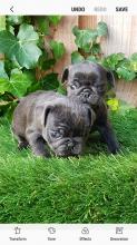 Puppies for sale pug - Armenia, Armenia