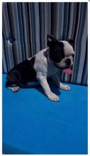 Puppies for sale boston terrier - Slovenia, Novi Sad, Ruma