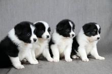 Puppies for sale border collie - Slovenia, Krusevac