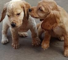 Puppies for sale cocker spaniel - Netherlands, Rotterdam