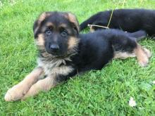 Puppies for sale german shepherd dog - Romania, Golden