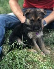 Puppies for sale german shepherd dog - Czech Republic, Luhacovice