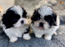 Puppies for sale shih tzu - Lithuania, Moletai