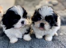 Puppies for sale shih tzu - Belgium, Brussels