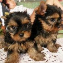 Puppies for sale yorkshire terrier - Romania, Constanta