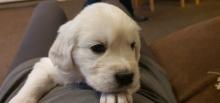 Puppies for sale golden retriever - Portugal, Lisbon