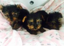 Puppies for sale yorkshire terrier - Netherlands, Amsterdam. Price 500 €