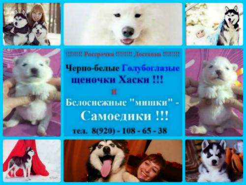 Продам щенка Самоед, самоедская лайка - Россия, Астрахань