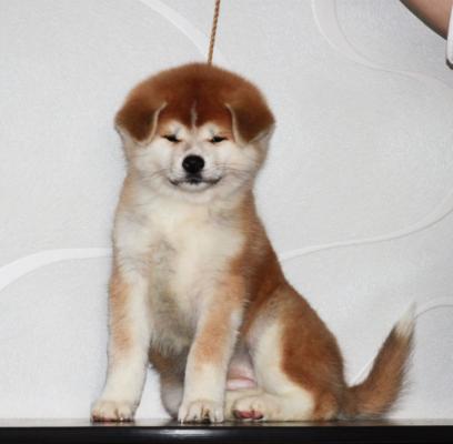 Продам щенка Акита, акита-ину - Россия, Самара. Цена 1000 евро