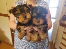 Puppies for sale yorkshire terrier - Denmark, Aalborg