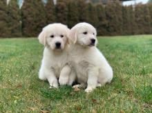 Puppies for sale golden retriever - Czech Republic, Ostrava