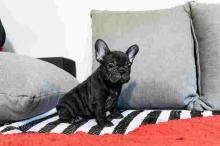 Puppies for sale french bulldog - Slovenia, Belgrade