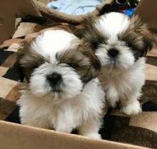 Puppies for sale shih tzu - Italy, Ravenna