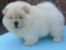 Puppies for sale chow chow - Lithuania, Neringa