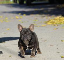 Puppies for sale french bulldog - Slovenia, Belgrade