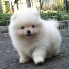 Puppies for sale pomeranian spitz - Greece, Athens