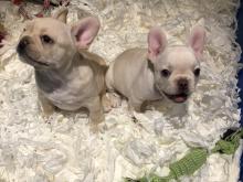 Puppies for sale french bulldog - Poland, Piast