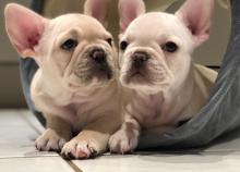 Puppies for sale french bulldog - Poland, Bedzin