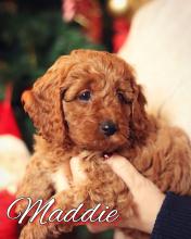 Puppies for sale other breed - Latvia, Riga