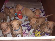 Puppies for sale hungarian pointer, vizsla - Ireland, Dublin