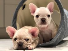 Puppies for sale french bulldog - Uzbekistan, Namangan