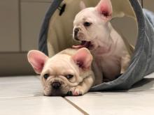 Puppies for sale french bulldog - Cyprus, Ayia Napa