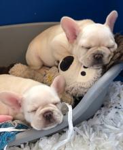 Puppies for sale french bulldog - Azerbaijan, Ganja