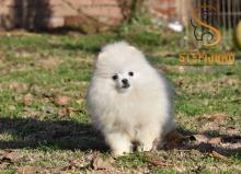 Puppies for sale pomeranian spitz - Slovenia, Shabatts