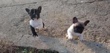 Puppies for sale french bulldog - Slovenia, Belgrade