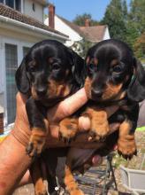 Puppies for sale dachshund - Austria, Linz