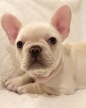 Puppies for sale french bulldog - Belgium, Brussels