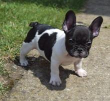 Puppies for sale french bulldog - Canada, Saskatchewan, Saskatoon