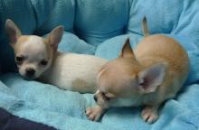 Puppies for sale chihuahua - Belgium, Antwerp. Price 200 $