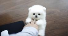 Puppies for sale pomeranian spitz - Germany, Chemnitz