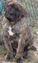 Puppies for sale , dogo canario - Slovakia, Brehy. Price 1200 €