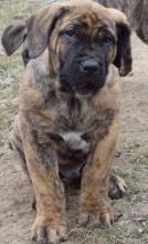Puppies for sale , dogo canario - Slovakia, Brehy. Price 1200 €