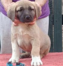 Puppies for sale anatolian shepherd dog - Greece, Athens