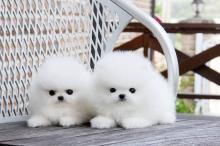 Puppies for sale pomeranian spitz - Italy, Leche