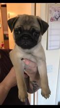 Puppies for sale pug - Turkmenistan, Dashoguz