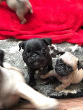 Puppies for sale pug - Bulgaria, Sliven