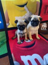 Puppies for sale pug - Czech Republic, Bratislava