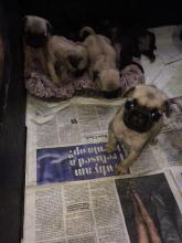 Puppies for sale pug - Uzbekistan, Namangan