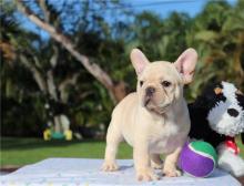 Puppies for sale french bulldog - Uzbekistan, Samarkand