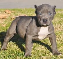 Puppies for sale american pit-bull terrier - Greece, Athens
