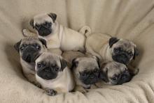 Puppies for sale pug - Slovakia, Ostrava