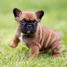 Puppies for sale french bulldog - USA, Ohio
