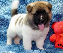 Puppies for sale akita - Greece, Athens