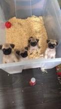 Puppies for sale pug - Romania, Craiova