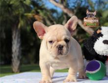 Puppies for sale french bulldog - Finland, Pori