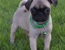 Puppies for sale pug - Slovenia, Banja Luka